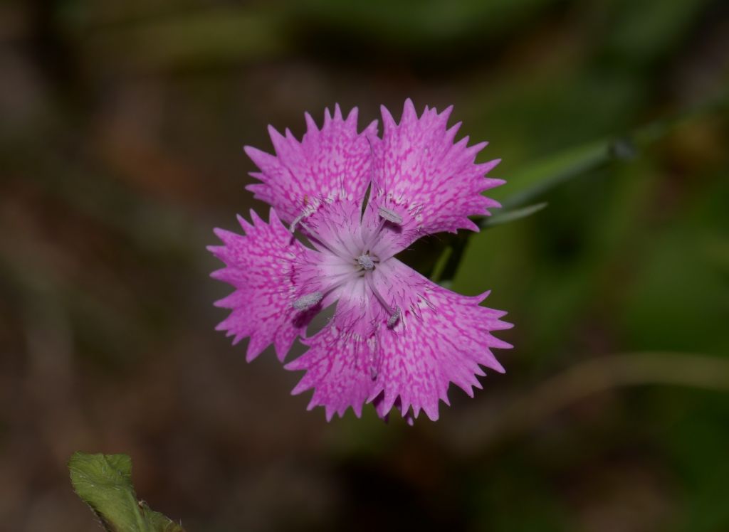 Dianthus seguieri